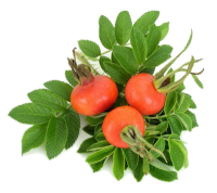 Шиповника плоды / Rosae fructus