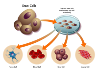 Стволовые клетки: медицина будущего или запретный плод? 
